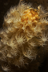 Veretillidae
