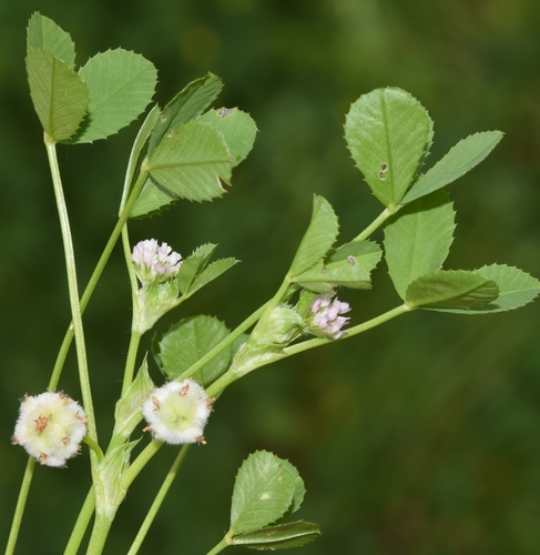 woolly clover (Trifolium tomentosum)