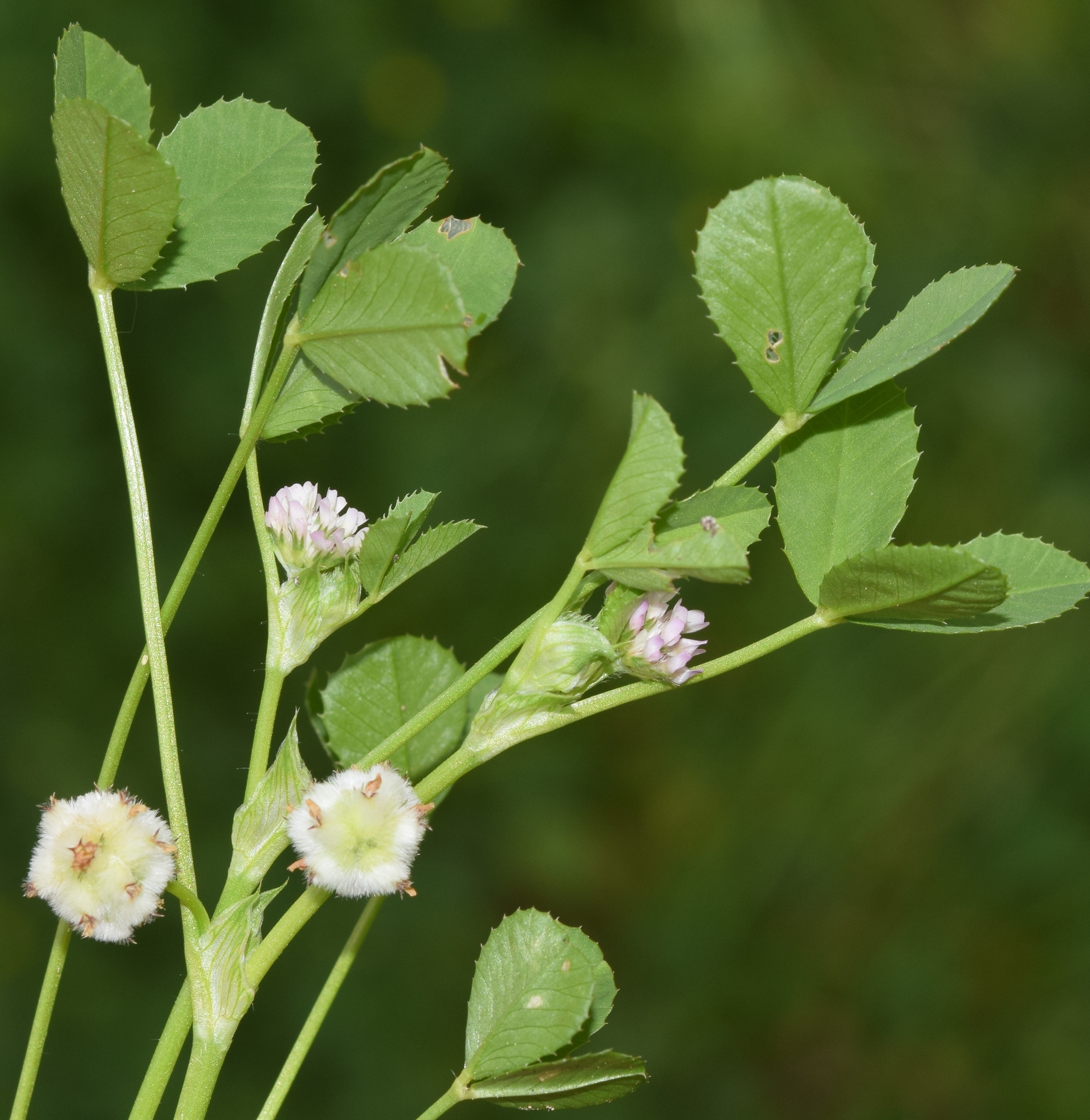 Trifolium tomentosum