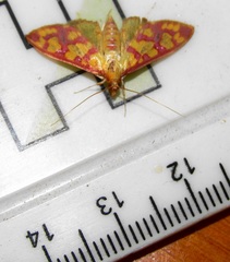 Stenochora lancinalis