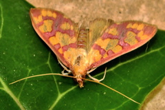 Stenochora lancinalis