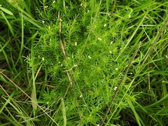 Tagetes filifolia