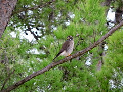 Spiziapteryx circumcincta