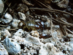 Euscorpius candiota