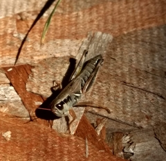 Acrididae
