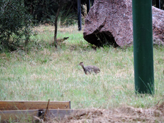 Nothoprocta cinerascens