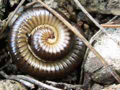 Pachyiulus flavipes