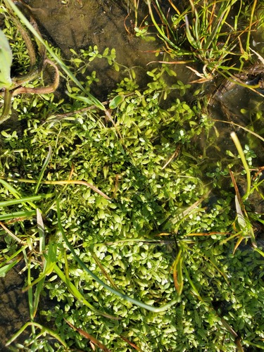 Winged water-starwort (Callitriche marginata)