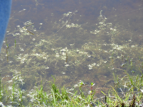 Image of Callitriche marginata by (c) Mary K. Hanson, some rights reserved (CC BY)