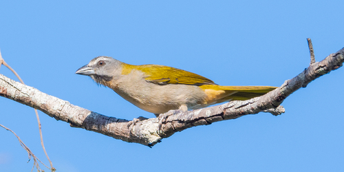 Buff-throated Saltator