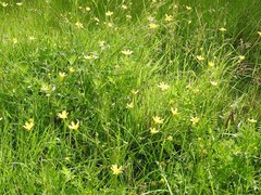 Ranunculus petiolaris
