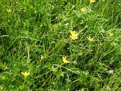 Ranunculus petiolaris