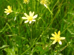 Ranunculus petiolaris