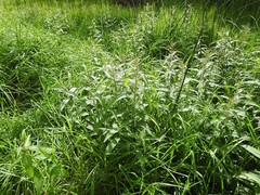 Urtica mexicana