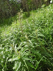 Urtica mexicana