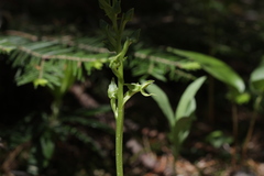 Platanthera hookeri
