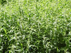 Urtica mexicana