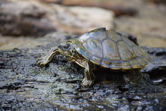 Graptemys pulchra