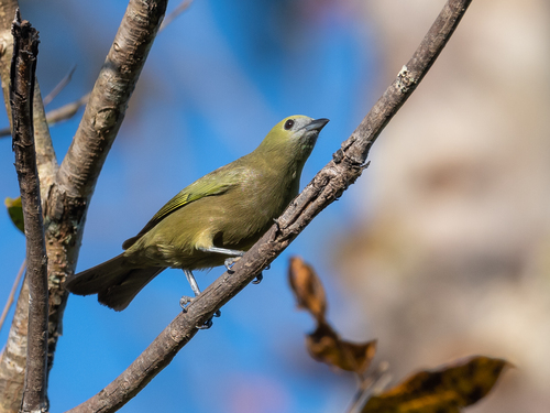 Palm Tanager