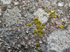 Candelariella dispersa