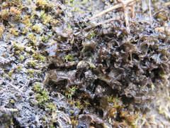 Scytinium palmatum