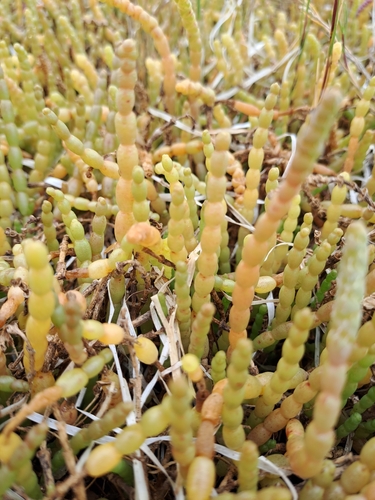 Image of Salicornia tegetaria by (c) Noeleen du Toit, some rights reserved (CC BY-SA)