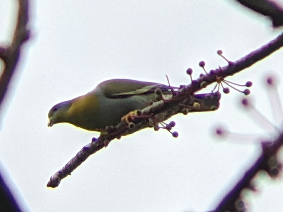 Yellow-footed Green Pigeon