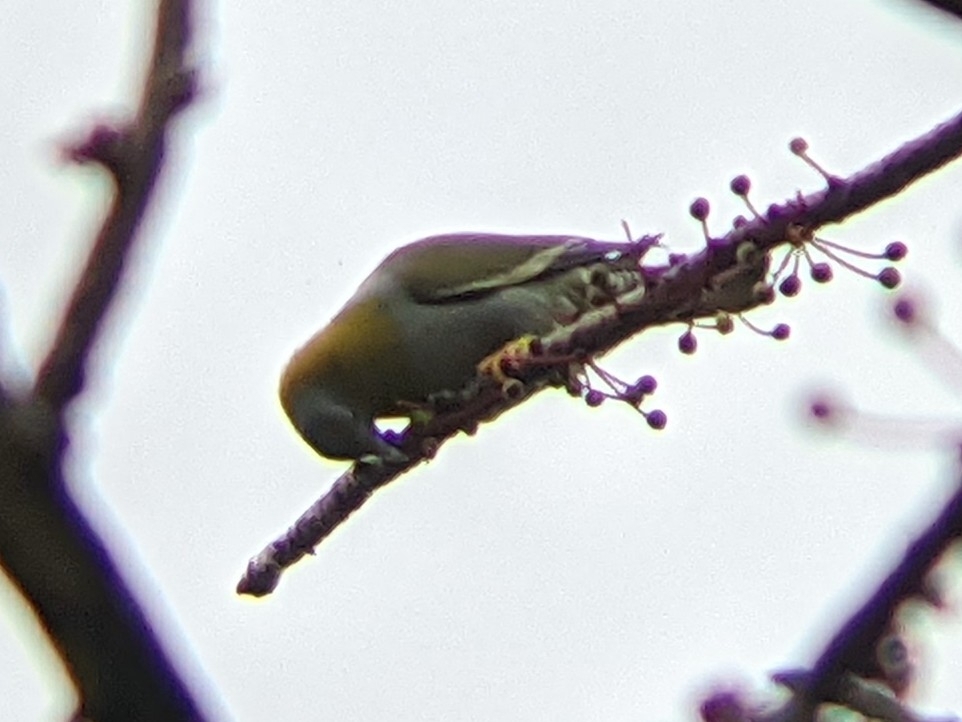Yellow-footed Green Pigeon