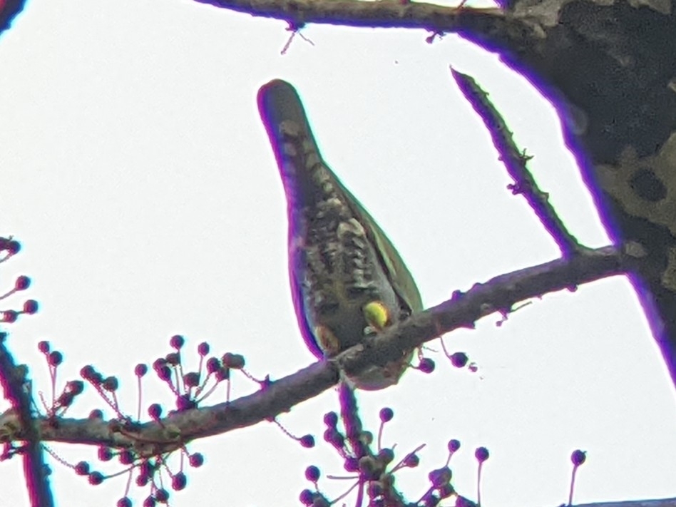 Yellow-footed Green Pigeon