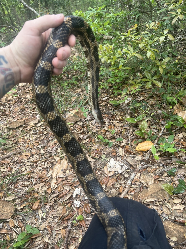 Gray Ratsnake From Gulf State Park - Headquarters, Gulf Shores, AL, US ...