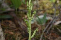 Platanthera hookeri
