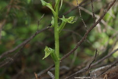 Platanthera hookeri