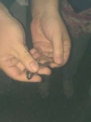 Leptodactylus albilabris