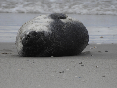 Hooded Seal (Cystophora cristata)
