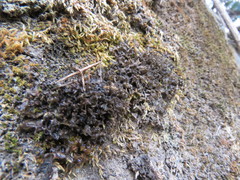 Scytinium palmatum