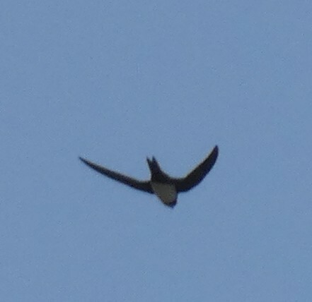 Alpine Swift