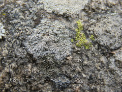 Candelariella dispersa