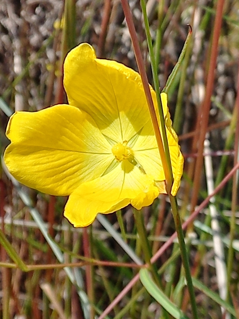 Ludwigia filiformis
