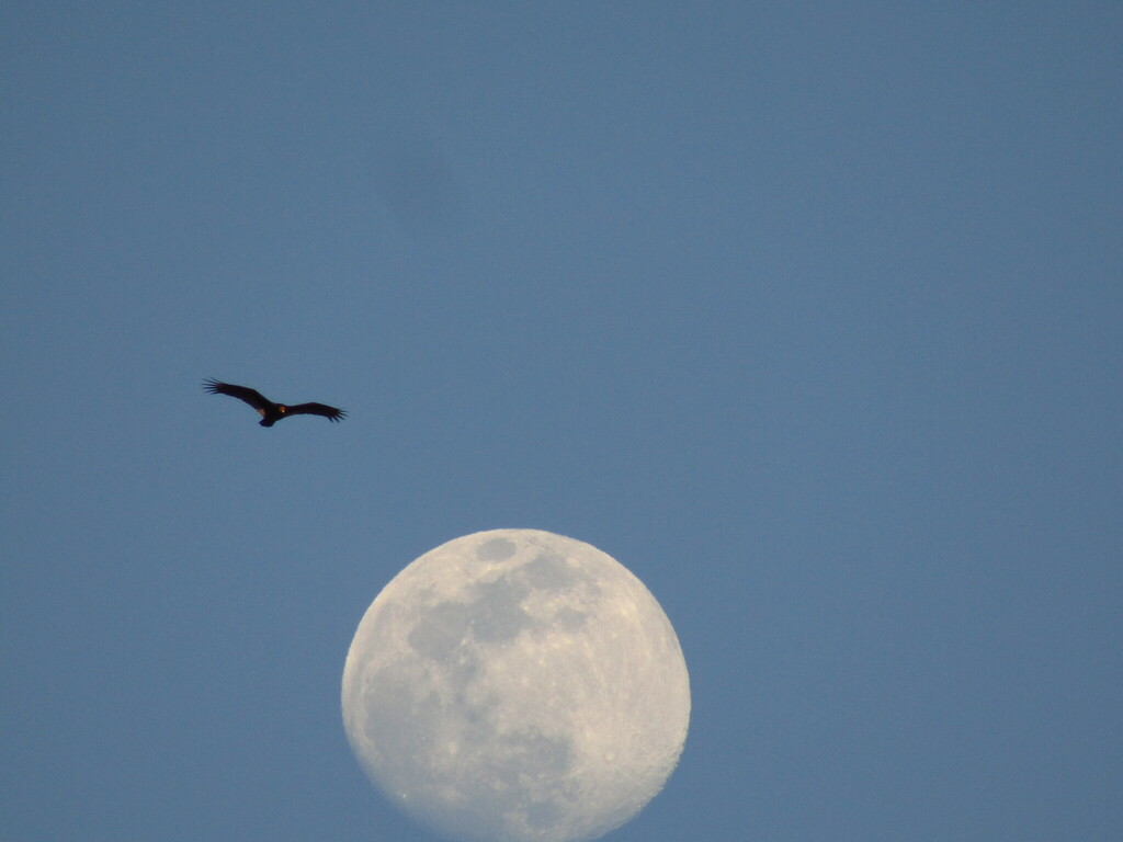 Turkey Vulture from 1 Bonner Way, Belton, SC 29627, USA on March 4