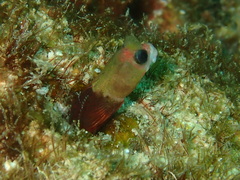 Mccoskerichthys sandae image