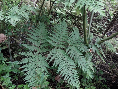 Hypolepis tenuifolia