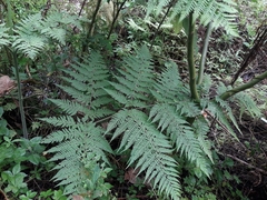 Hypolepis tenuifolia