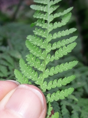Hypolepis tenuifolia, photograph naturewatchwidow, CC BY, iNaturalist via GBIF