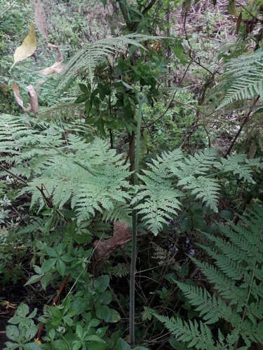Hypolepis tenuifolia, photograph 2