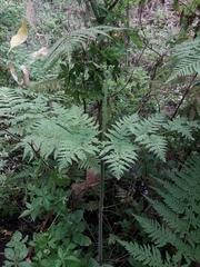 Hypolepis tenuifolia, photograph naturewatchwidow, CC BY, iNaturalist via GBIF