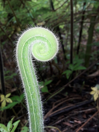 Hypolepis tenuifolia, photograph 3