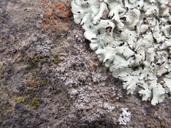 Lecanora campestris