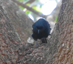 Melaniparus niger niger
