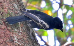 Melaniparus niger niger