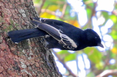 Melaniparus niger niger